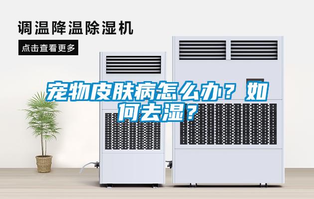 寵物皮膚病怎么辦？如何去濕？
