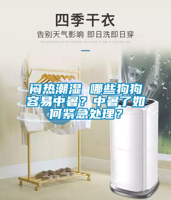 悶熱潮濕 哪些狗狗容易中暑？中暑了如何緊急處理？