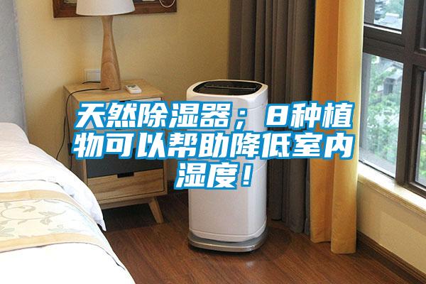 天然除濕器；8種植物可以幫助降低室內(nèi)濕度！